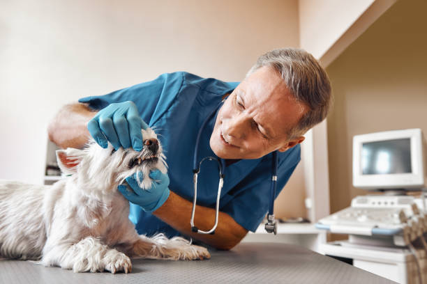 Best Pediatric Emergency Dentist in Wrens, GA